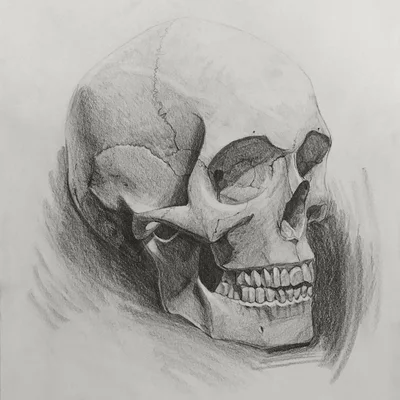 Charcoal drawing of a skull