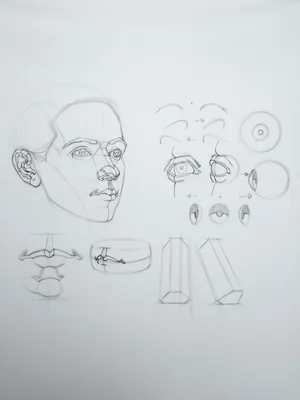 Brian knox head drawing 184