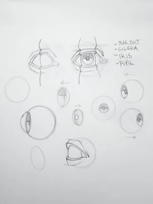 Brian knox head drawing 199