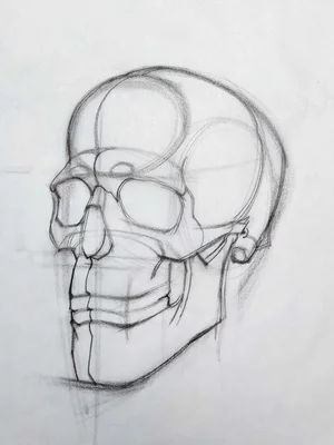 Brian knox head drawing 426